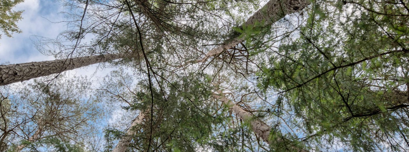 Bäume von unten gesehen